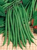 Hinterland Trading Green Beans Fortex Stringless 50+ French Pole Beans Over 11
