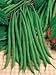 Hinterland Trading Green Beans Fortex Stringless 50+ French Pole Beans Over 11" Long!