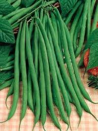Hinterland Trading Green Beans Fortex Stringless 50+ French Pole Beans Over 11 Hinterland Trading Green Beans Fortex Stringless 50+ French Pole Beans Over 11