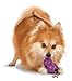 PetSafe Busy Buddy Barnacle - Dog Chew Toy - Treat Dispensing Dog Toys