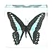 Real Nature Common Blue Bottle Butterfly Paperweight Insect Bug Collection Specimen Taxidermy(3x3x1)