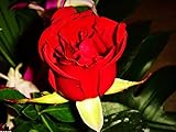 Colorful Rose hep Flower Seeds for Home Balcony