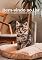 Livro Bem-Vindo ao Lar: Tudo para seu gato adotado se sentir em casa (Conexão Felina: Entendendo e Cuidando do Seu Gato)