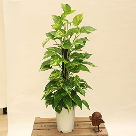 Amazon Co Jp おしゃれ 観葉植物 ポトス タワー ヘゴ板仕立て プラポット Diy 工具 ガーデン