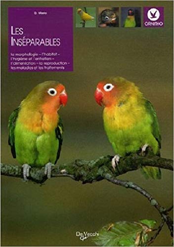 INSEPARABLES (OISEAUX) by Domenico MARIO
