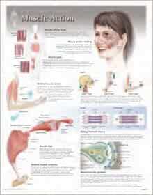 Muscle Action Wall Chart: 8110: 9781935612025: Medicine & Health