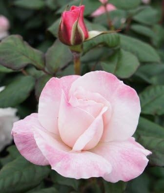 Apuldram Roses "ENGLISH MISS" - Floribunda Bush rose (Bare Root)