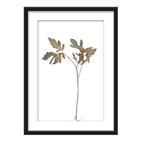 Framed Wall Art - Dried Plant Specimen - Giclee Printed Art in Black Picture Frames White Matting - 23x31 inches