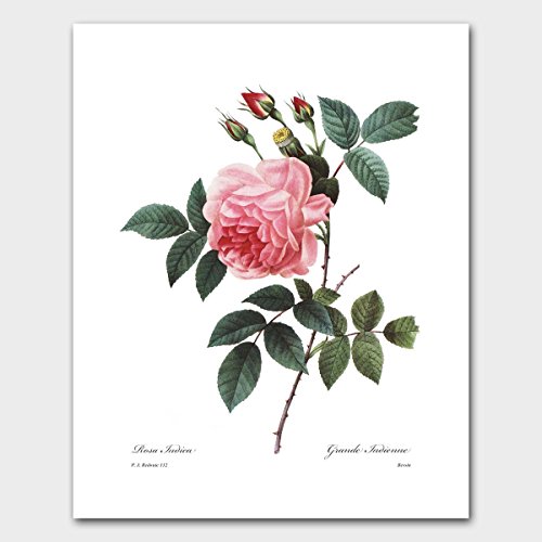 Rose Botanical (Pink Room Decor, Redoute Flower Wall Art) Romantic French Artwork â€“ Unframed