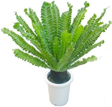 Amazon タニワタリ エメラルドウェーブ Makimo Plant 人工観葉植物