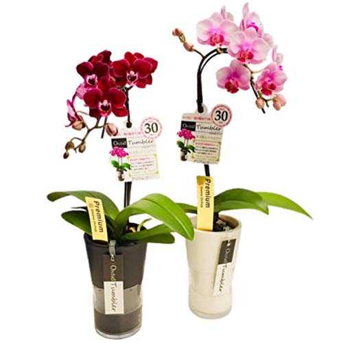 ミディ胡蝶蘭シングル タンブラーポットスリム 3号 ピンク HanaMarche（ハナマルシェ）商品画像