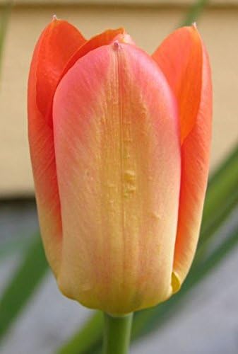 Viridis Hortus - Tulip Fosteriana - 20 x Orange Breeze Bulbs ( Immense Orange-Yellow Petals )