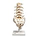3B Scientific A74 Lumbar Spinal Column - 3B Smart Anatomy