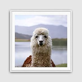 Framed Canvas Wall Art Alpaca Canvas Prints Home Artwork Decoration for Living Room,Bedroom - 16x16 inches