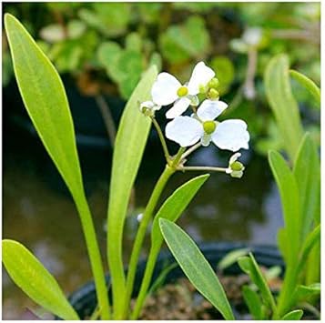 Amazon Co Jp ビオトープ 水辺植物 ナガバオモダカ グラミネア 1ポット 抽水植物 休眠株 ペット用品 Amazon Co Jp ビオトープ 水辺植物 ナガバオモダカ グラミネア 1ポット 抽水植物 休眠株 ペット用品