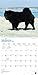 Chow Chows 2019 12 x 12 Inch Monthly Square Wall Calendar, Animals Dog Breeds (English, French and Spanish Edition)