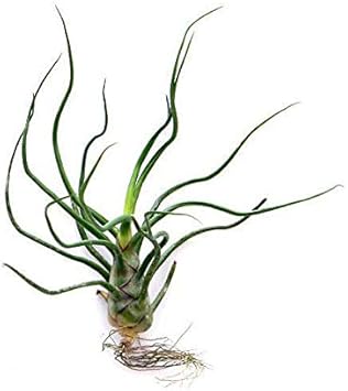 Amazon Co Jp 観葉植物 エアープランツ ティランジア ブルボーサ ｌサイズ １株 ペット用品