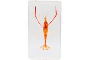 FLYINGBEAN Real Shrimp Insect Specimens in Resin Paperweight Crafts, Insect Taxidermy Collection for Science Education & Desk Ornament (Shrimp)