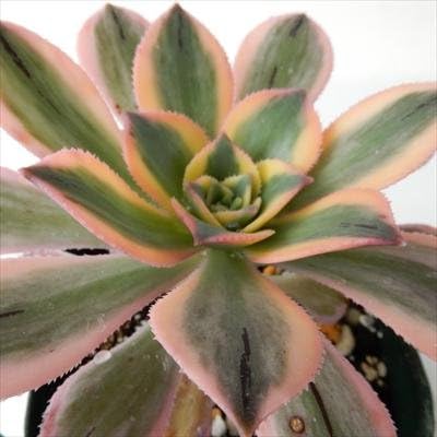 Amazon Irzアエオニウム サンバースト 多肉植物 アエオニウム 9cmポット 観葉植物 オンライン通販