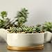 LANKER 6.3 Inch Round White Ceramic Succulent Planter Pot Decorative Cactus Plant Pot Flower Container with Bamboo Tray (Round 6.3Inch)thumb 3