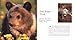 Bears (Wildlife Series)