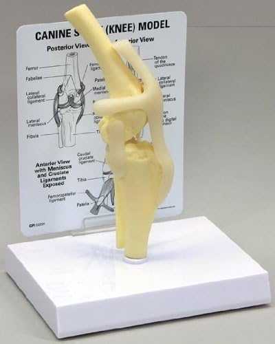 Canine Anatomical Model Starter Set of Five. Veterinary Set #1 Special Sale