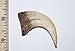 Fossils, Meteorites, & More Velociraptor Dinosaur Claw Replica - (NOT Real Fossil) 2 inch #10244 2o