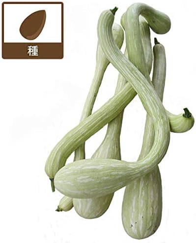 Amazon Co Jp ズッキーニ トロンボーンチーノの種 2個セット ユニークな形のズッキーニ 春まき 野菜タネ ホーム キッチン