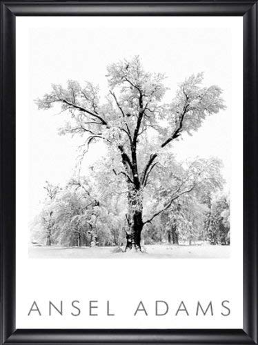 Oak Tree, Snowstorm, Yosemite National Park, 1948 Art Poster Print by