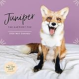 Juniper: The Happiest Fox 2020 Wall Calendar: (Animal Calendar 2020, 2020 Office Wall Calendar, Fox by