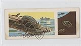 Painted Turtle COMC REVIEWED Good to VG-EX (Trading Card) 1968 Nabisco/Sugar Daddy Wildlife Collection - Food Issue [Base] #26