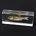 REALBUG Big Head Carp Fish Paperweight (4.4x1.6x1.1)