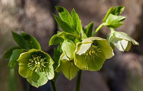 Rosa Di Natale Immagini.Rosa Di Natale Nieswurz 20 Seme Amazon It Giardino E Giardinaggio