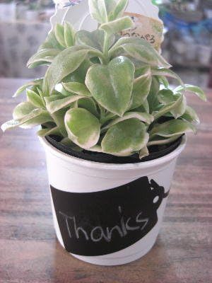 Amazon Co Jp 多肉植物 アプテニア属 ベビーサンローズ 缶カップ付き Diy 工具 ガーデン