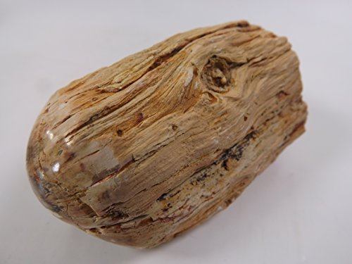 EAGems Petrified Wood Branch Section : Polished Fossilized Tree Limb Stone Specimen from Madagascar, Stands 1/2-2" High, Display Item or Unique Gift