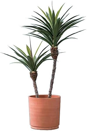 Amazon Co Jp 人工観葉植物 ユッカポット カミーラ30 1個 27 G 代引き不可 インテリアグリーン フェイクグリーンコーディネート おもちゃ Amazon Co Jp 人工観葉植物 ユッカポット カミーラ30 1個 27 G 代引き不可 インテリアグリーン フェイクグリーンコーディネート おもちゃ