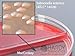 Blood Agar/MacConkey Biplate, (Blood/MAC), 15x100mm 2 Section Dish, Order by The Package of 10, by Hardy Diagnostics