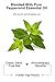 ASUTRA Yoga Mat Cleaner Spray (Energizing Peppermint), 4 fl oz - No Slippery Residue, Organic Essential Oils, Deep-Cleansing for Fitness Gear & Gym Equipment, Microfiber Towel Included