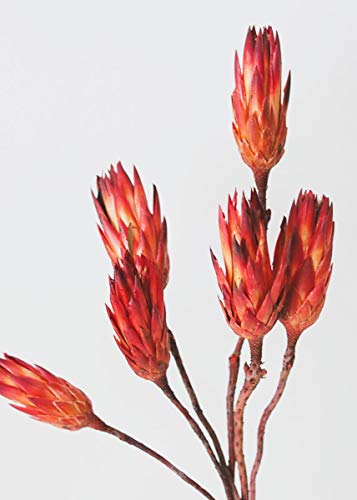 Afloral Natural Dried Flower Protea Repens Pods in Red Orange - 6 per Bunch