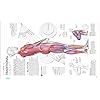 Science of Strength Training: Understand the anatomy and physiology to transform your body (DK Science of)