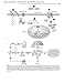 Pediatric Endocrinology: Expert Consult - Online and Print (Sperling, Pediatric Endocrinology)
