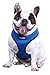 Comfort Control Dog Walking Harness, Support Mesh Padded Vest, Accessory, Collar, Lightweight, No More Pulling, Tugging or Choking, for Puppies, Small Dogs (Blue, Medium), by Downtown Pet Supply