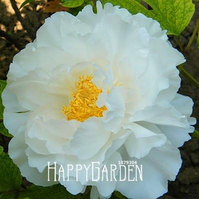 Amazon 17 熱い販売 ピンクと赤のダブルカラー牡丹の花の種鉢植えの花盆栽植物の種ホームガーデン10種子 バッグ S48p4r 花 Amazon 17 熱い販売 ピンクと赤のダブルカラー牡丹の花の種鉢植えの花盆栽植物の種ホームガーデン10種子 バッグ S48p4r 花