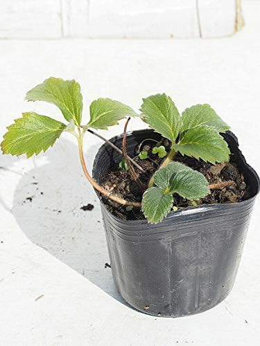 Amazon いちご 苗 白いちご 天使のいちご エンジェルエイト Ae 3号ポット苗 植木