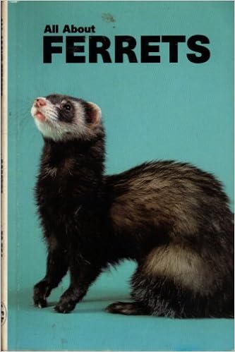 all about ferrets