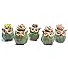 Ascrafter 5 Pcs 2.5 inch Ceramic Owl Succulent Planter Pot Succulent Container, Cactus Plant Pot, Mini Flower Pot With Holes
