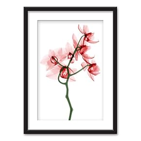 Framed Wall Art Flowers Giclee Printed Art in Black Picture Frames White Matting - 23x31 inches