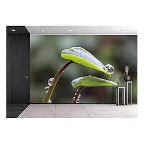 Taro Leaves in The Morning Dew - Removable Wall Mural | Self-Adhesive Large Wallpaper - 66x96 inches