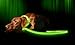Illumiseen LED Dog Collar USB Rechargeable - Bright & High Visibility Lighted Glow Collar for Pet Night Walking - Weatherproof, in 6 Colors & 6 Sizes (Green X-Large)