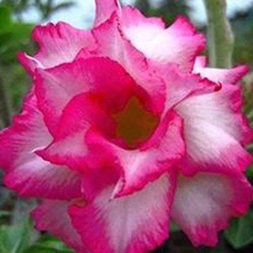 XIANJIA - 100 Pieces Desert Rose Seeds Exotic Rose Flower Seeds Hybrid Tea Seeds for Your Garden Balcony Long Flowering Hardy Perennial (10)